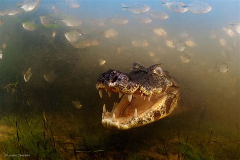  Caiman - Kuinka nämä kylmäveriset matelijat hallitsevat soiden ja jokien vesimaailmaa?