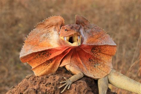 Frilled Lizard -  Yksi Kuumeisimman Aavikon Asukkaista, Joka Vaihttaa Tyyliä Vapaasti!