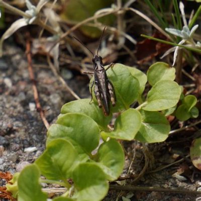  Jänisjäkälä: Seurattava selkärangaton salaperäinen täplätasku!