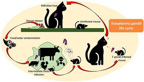 Toxoplasma! Kissan loinen, joka hallitsee hiiriä ja muita nisäkkäitä, on yksi mielenkiintoisimmista loisista planeetallamme.