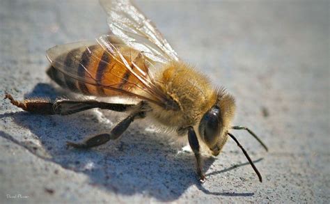 Are bees considered livestock, and do they dream of electric flowers?