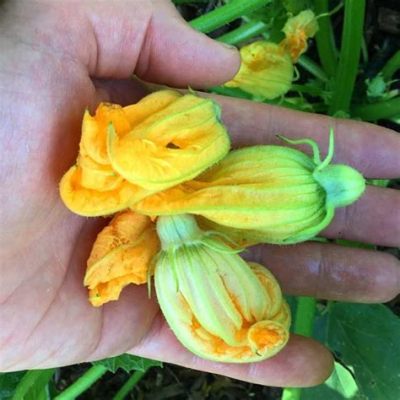 Are Pumpkin Flowers Edible? Exploring the Culinary Potential of Nature's Delicate Blooms