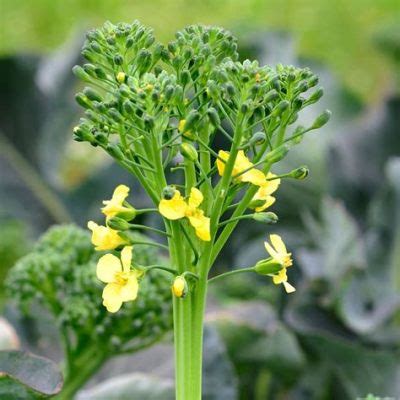 Can You Eat Kale Flowers? Exploring the Edible and the Unexpected