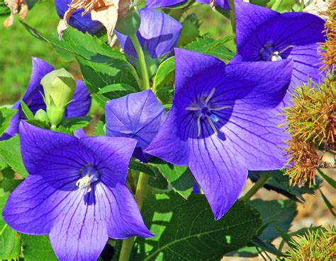 Can You Grow Balloon Flowers in Pots, and What If They Could Sing?