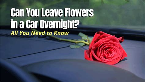 Can you leave flowers in the car, or will they turn into a symphony of forgotten melodies?