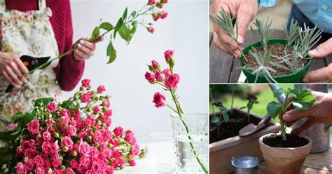 Can You Mail Flowers? Exploring the Possibilities and Beyond