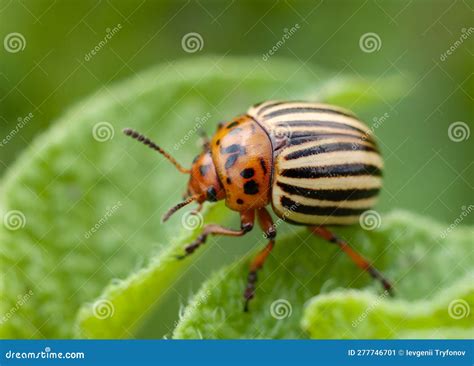  Colorado Potato Beetle - A Masterful Camouflaging Magician and a Voracious Eater of Leafy Greens!