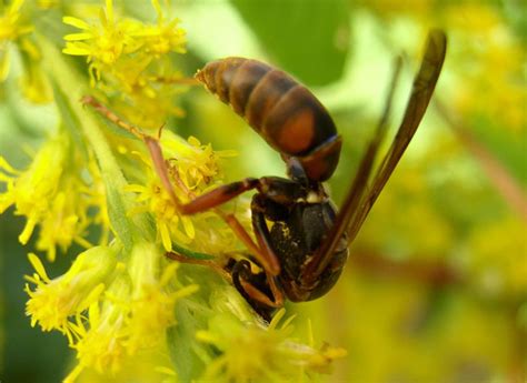 Do Wasps Pollinate Flowers? Exploring the Intricacies of Nature's Unsung Heroes