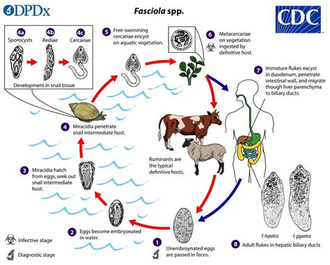  Fasciola hepatica! A Trematode with a Taste for Adventure (and Liver)