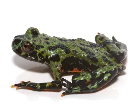  Fire-Bellied Toad: A Small Amphibian With Big Personality Leaps Through Wetlands And Forests!