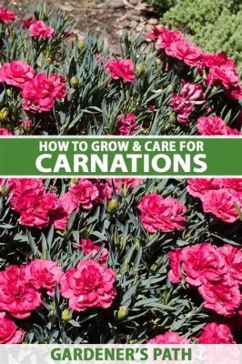 How to Grow Carnations from Cut Flowers: A Journey into Floral Alchemy