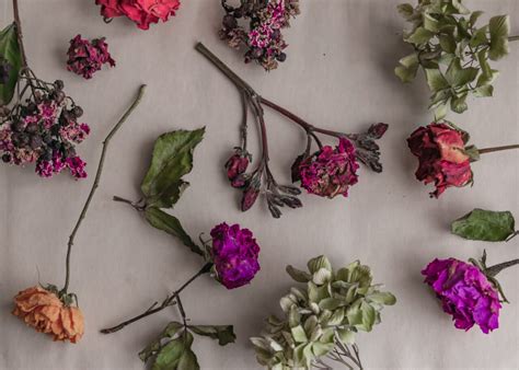 How to Save Flowers from Boyfriend: A Guide to Navigating Love and Botany