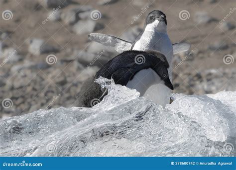 Is Ice Water Good for Flowers? And Why Do Penguins Prefer Sunbathing?