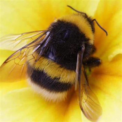 Is Sugar Good for Flowers? And Why Do Bees Prefer Jazz Over Rock?