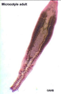  Microcotyle Minima: Parasite On Fish With Tiny Hooks And A Big Appetite!