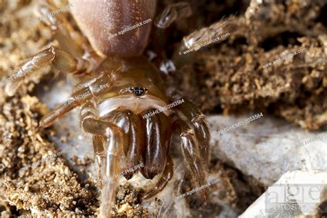  Mygalomorpha- hämähäkki: Kuinka tämän hämähäkin upeat verkkojen rakentajataidot ja salaperäinen luolamaailma yhdistyvät!