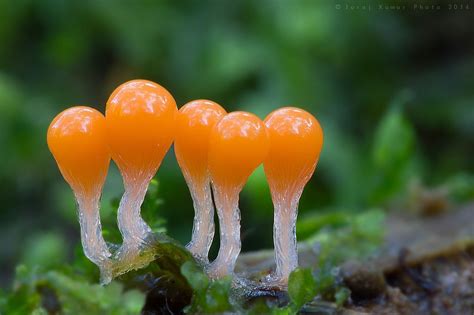  Myxomycetes: Löydä maaginen sienieläin joka kulkee jalkoja kasvattamatta!