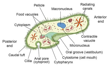  Paramecium: Entinen Suurvalta vai Kylmäkalloinen Mikroskoopin Herra?