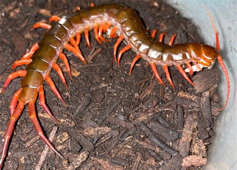  Scolopendra! Löydä Maailman Kaikkein Jännittävintä Monijalkasista ja Tutustu Sen Ihmeelliseen Elämäntapaan