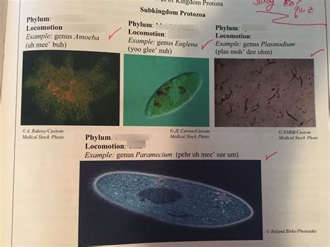  Stentorium! Tutustu tähän ihmeelliseen Mastigophora-ryhmään kuuluvaan mikro-organismiin