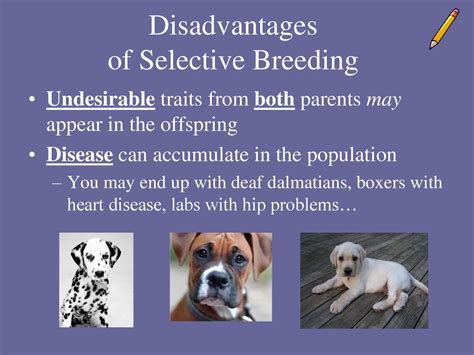 What are the Disadvantages of Selective Breeding: A Dive into the Genetic Rabbit Hole