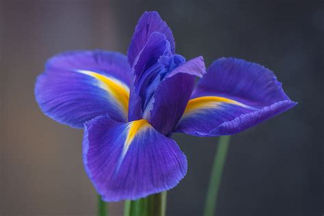 What Color Are Iris Flowers? Exploring the Spectrum of Nature's Palette