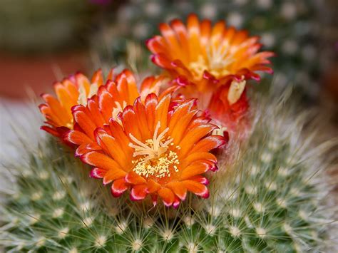 What flowers can I plant now in Texas? And why do cacti make terrible roommates?