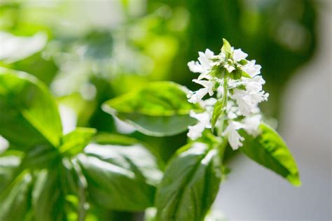 What to Do If Basil Flowers: Exploring the Unexpected Beauty and Practical Solutions