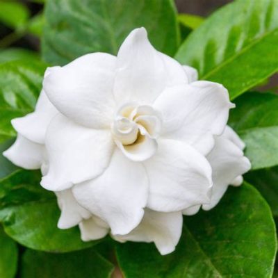 Where to Buy Gardenia Flowers Near Me: A Whimsical Exploration of Floral Possibilities