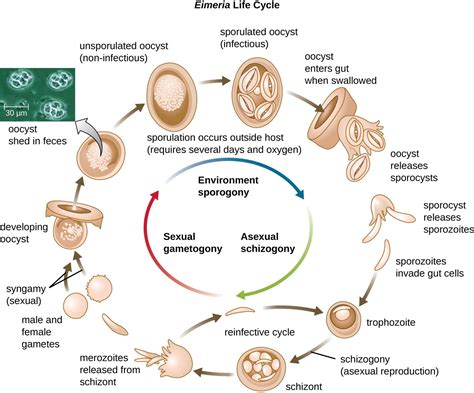  Xenocoelomorpha -  Parasitic Protists With Complex Life Cycles That Leave You Saying Whoa!