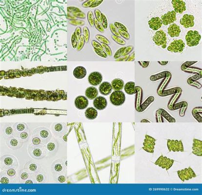  Yellow-Green Algae! A Microscopic Marvel That Plays a Vital Role in Aquatic Ecosystems