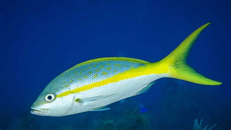  Yellowtail Snapper: Eikö merenalaisen maailmankirjallisuuden mahtava tarina ansaitse enemmän huomiota?!